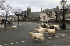 Τα ζώα “καταλαμβάνουν” τις έρημες, λόγω κορονοϊού, πόλεις