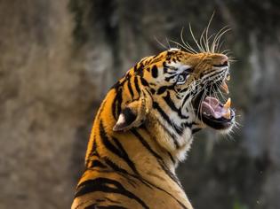Φωτογραφία για ΗΠΑ: Τίγρης βρέθηκε θετική στον ιό