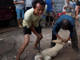 Φωτογραφία για Ο ΟΗΕ καλεί να απαγορευτούν οι αγορές αγρίων ζώων όπως της Κίνας