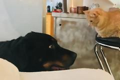 Κορωνοϊός: Επτά πράγματα που πρέπει να γνωρίζουμε για τα κατοικίδια