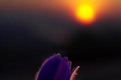 Έαρ μικρό, έαρ βαθύ, έαρ συντετριμμένο....