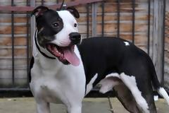 Έβαλαν πιτ-μπουλ να επιτεθούν σε τεχνικούς της ΔΕΗ όταν πήγαν να κόψουν το ρεύμα: «Κατασπαράξτε τους»