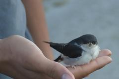 Έκκληση από την Ελληνική Ορνιθολογική Εταιρεία: Σεβαστείτε τα χελιδόνια
