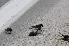 Χιλιάδες νεκρά χελιδόνια λόγω των ισχυρών ανέμων στην Ελλάδα