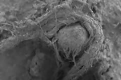 Ανακαλύφθηκε μικροσκοπικό κομμάτι σχοινιού που το είχαν φτιάξει...Νεάντερταλ!