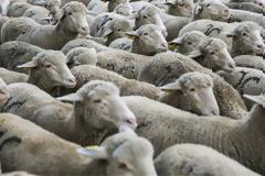 Κύπρος: Τροποποιεί τη νομοθεσία για τη σφαγή αμνοεριφίων με βάση τις θρησκευτικές διαδικασίες των Εβραίων