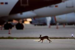 Φρανκφούρτη: Aπόλυτη ερημιά στο αεροδρόμιο - Ο μόνος που κινείται είναι ο.. λαγός