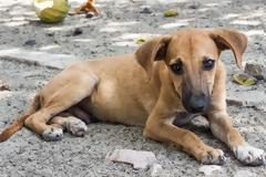 Χτύπησε αυτήν που τον κατέδωσε ότι πυροβόλησε σκυλιά!