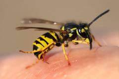 Πρώτες βοήθειες για τσίμπημα μέλισσας, σφήκας (σφίγγας ή σφήγκας). Πώς να αφαιρέσετε το κεντρί; Αντιμετώπιση αλλεργικής αντίδρασης