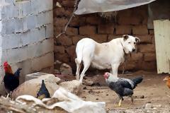 Αμερικανός ειδικός εξηγεί από ποια ζώα προήλθαν διαχρονικά οι επιδημίες