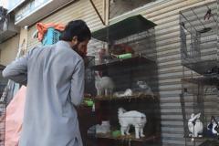 Πακιστάν: Έκλεισαν τα pet shops και παράτησαν τα ζώα που πουλούν να πεθάνουν στα κλουβιά