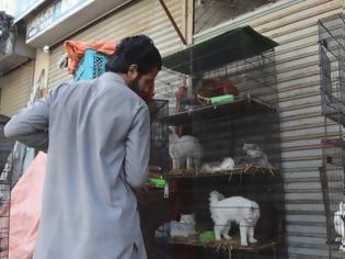 Φωτογραφία για Πακιστάν: Έκλεισαν τα pet shops και παράτησαν τα ζώα που πουλούν να πεθάνουν στα κλουβιά