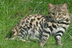 Ο τίτλος του φονικότερου αιλουροειδούς στον κόσμο ανήκει σε μία γάτα μήκους 40 εκατοστών (vids)