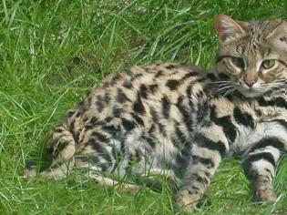 Φωτογραφία για Ο τίτλος του φονικότερου αιλουροειδούς στον κόσμο ανήκει σε μία γάτα μήκους 40 εκατοστών (vids)