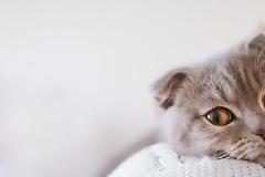 Τι λέει η επιστήμη για τις γάτες και την επίδρασή τους στον άνθρωπο;