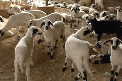 Αγνωστοι έκλεψαν αρνιά από κτηνοτροφική μονάδα στο Σπάρτο Αμφιλοχίας