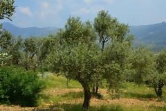 Η «λέπρα της ελιάς» θα μπορούσε να προκαλέσει ζημιά ακόμα και 2 δισ. ευρώ στη Ελλάδα, λέει έρευνα!