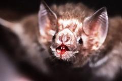 Ντάνιελ Στρέικερ: Μια προφητική ομιλία. Τι μπορεί να μας διδάξει ο εμβολιασμός των νυχτερίδων βαμπίρ για τις πανδημίες;