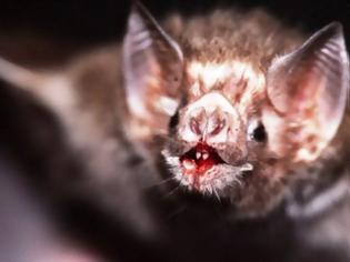 Φωτογραφία για Ντάνιελ Στρέικερ: Μια προφητική ομιλία. Τι μπορεί να μας διδάξει ο εμβολιασμός των νυχτερίδων βαμπίρ για τις πανδημίες;