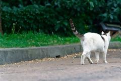 Άρειος Πάγος: «Βαριά» καμπάνα σε Πειραιώτη που έριχνε φόλες και θανάτωσε γάτα με όπλο