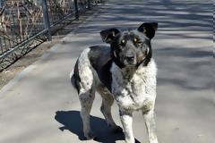 Η τελευταία εκδοχή για την μεταφορά του στους ανθρώπους