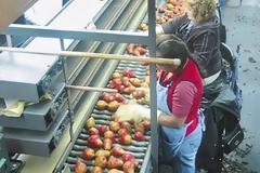 Ζητούν πιστοποίηση COVID FREE για τα φρούτα, ξένοι αγοραστές