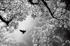 Ανάστημα μέγα η φανέρωση της αλήθειας