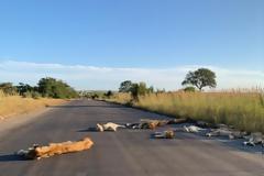 Νότια Αφρική: Λιοντάρια κοιμούνται στον άδειο δρόμο ΦΩΤΟΣ