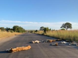 Φωτογραφία για Νότια Αφρική: Λιοντάρια κοιμούνται στον άδειο δρόμο ΦΩΤΟΣ
