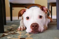 Τα πασχαλινά μεζεδάκια βλάπτουν την υγεία των κατοικίδιων