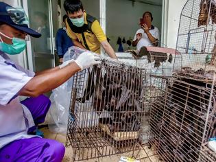Φωτογραφία για Το Πεκίνο «κράτησε κλειστό» το στόμα της Κινέζας ιολόγου ειδική στις νυχτερίδες