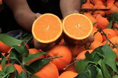 Έκρηξη εξαγωγών οπωροκηπευτικών εν μέσω πανδημίας