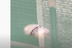 ΒΙΝΤΕΟ..Τεράστια τσούχτρα στα νερά της άδειας Βενετίας