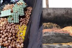 Δείτε πως κατέστρεψε το ΣΔΟΕ 324.000 αυγά