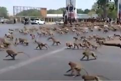 Ανέμελα ζωάκια κάνουν βόλτα στον κόσμο - Πάπιες στο Παρίσι, ελάφια στο Λονδίνο και στο Τόκιο