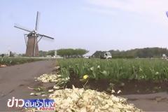 Θυσίασαν 100.000 τουλίπες λόγω... κορωνοϊού