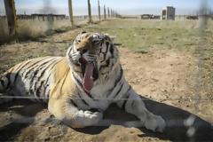 ΗΠΑ: Ακόμα επτά τίγρεις θετικές στον ζωολογικό του Μπρονξ