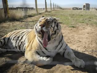 Φωτογραφία για ΗΠΑ: Ακόμα επτά τίγρεις θετικές στον ζωολογικό του Μπρονξ