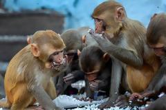 Κίνα: Ελπίδα από εμβόλιο που προστάτευσε μαϊμούδες