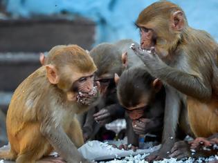 Φωτογραφία για Κίνα: Ελπίδα από εμβόλιο που προστάτευσε μαϊμούδες