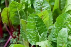 Τα χόρτα της Άνοιξης