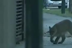 Τα άγρια ζώα επιστρέφουν εν μέσω καραντίνας σε πόλεις ανά τον κόσμο