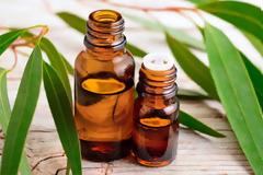 Ευκάλυπτος για αναπνευστικό, ιγμορίτιδα, ψωρίαση, ακμή. Συνταγές για αφέψημα και έγχυμα