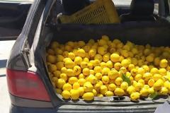 Κορινθία - Κλοπή: Σπείρα έκλεψε 300 κιλά λεμόνια από κτήμα