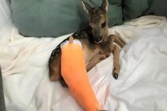 Ο “Θωμάς” αναρρώνει στο κτηνιατρείο του “Αρκτούρου” (video)