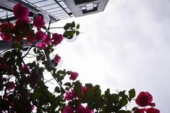 Μάης: Ο «μαγεμένος» μήνας, Καλομηνάς στα ποντιακά - Πώς δημιουργήθηκαν τα πρώτα εργατικά κινήματα στην Ελλάδα