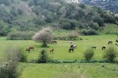 Ένα ταξίδι στις ομορφιές της ανοιξιάτικης φύσης στο κάμπο Κομπωτής- Αχυρων με το  φακό του Σάκη Μπονια