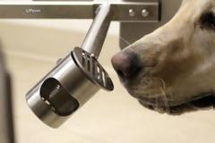 Σκύλοι εκπαιδεύονται να εντοπίζουν τον κοροναϊό