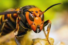 Ανησυχία για τις πρώτες φονικές γιγαντιαίες ασιατικές σφήκες, στις ΗΠΑ (video)