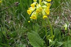 Γιατί οι Αλβανοί κυνηγούν το «λουλούδι του Δαρβίνου» στην Καστοριά - Το μυστικό του φυτού